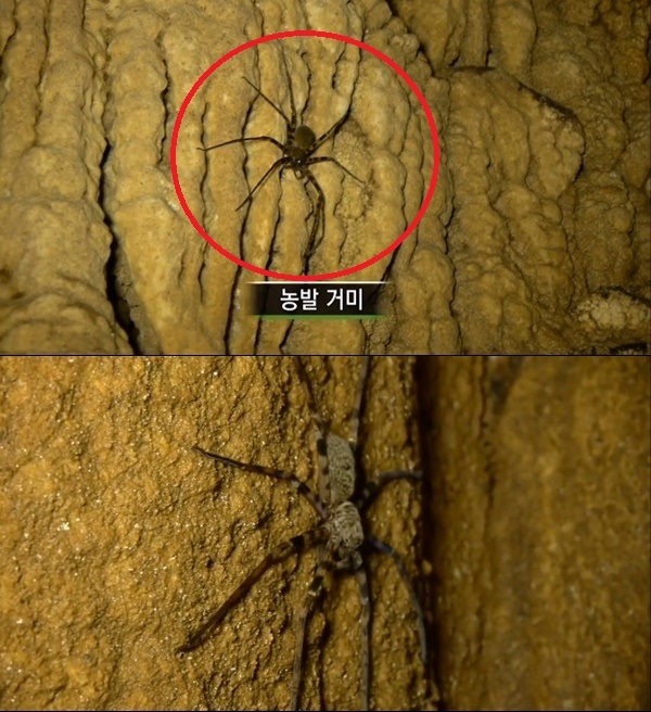 네이버지식방송