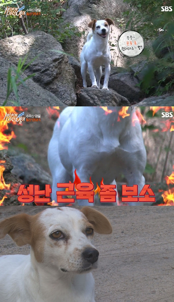 ‘수락산’에 가면 볼 수 있는 견공 / 출처 에스비에스화면