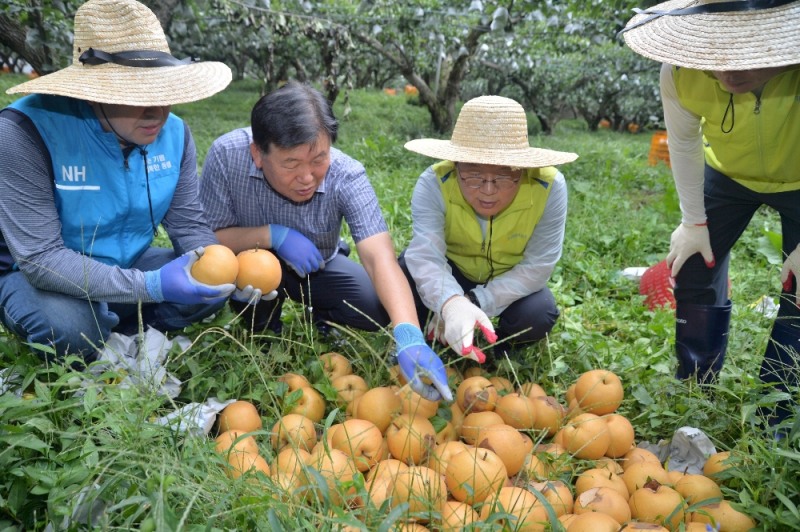 10일, 김광수 농협금융 회장(사진 왼쪽 3번째)이 충남 천안지역 태풍 피해 과수 농가를 방문하여 태풍 ‘링링’으로 인한 피해 상황을 듣고 있다.