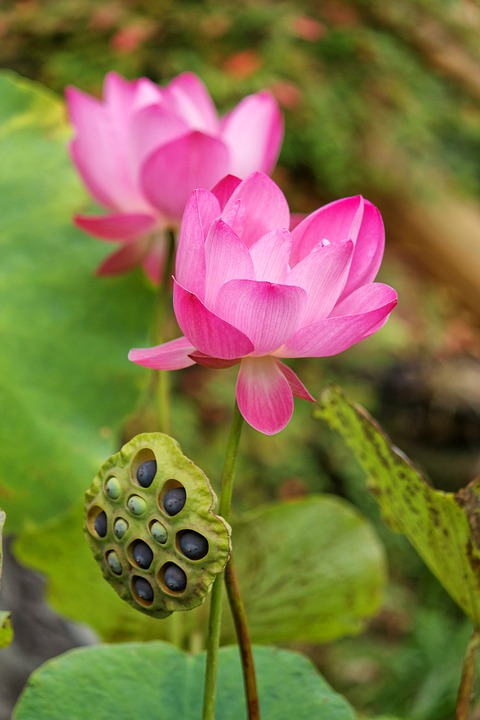 연자육
