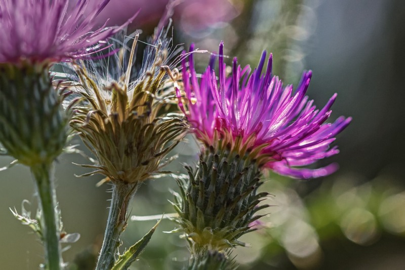 밀크씨슬