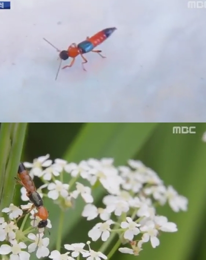 출처 엠비씨보도화면