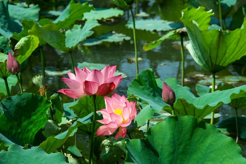 연자육