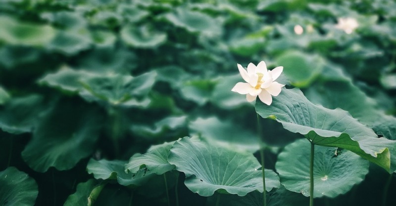 연자육