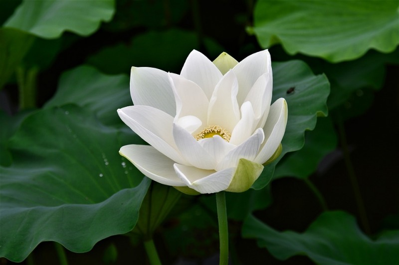 연자육