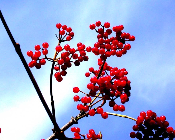 울릉군 울릉도 산림조합, 붉게 물든 울릉도마가목 찾아 떠나는 가을 여행 추천