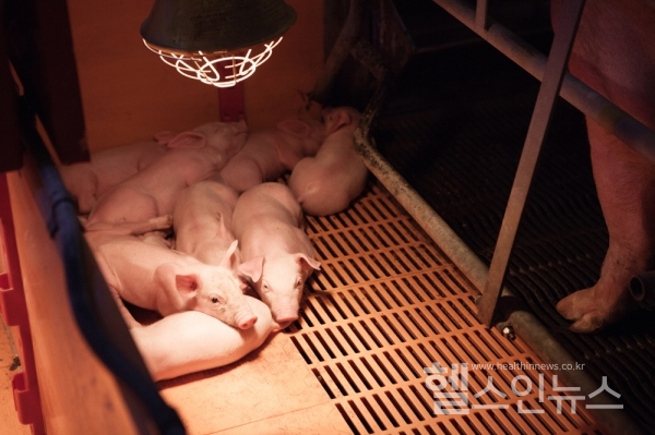 아프리카돼지열병(ASF) 방역 추진상황