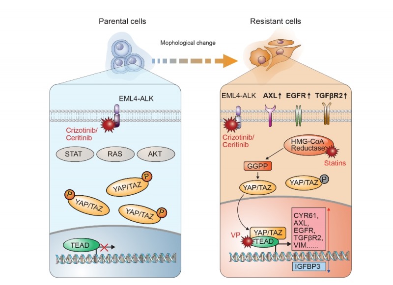암치료 전 YAP 유전자가 세포질내 존재하지만(왼쪽그림), 항암치료 후 YAP 유전자가 세포핵으로 이동해 항암제에 내성을 가진 인자들의 발현을 유도한다. 스타틴의 경우 YAP 유전자의 세포핵으로의 이동을 유도하는 대사산물(GGPP)을 억제시킨다.(오른쪽그림)