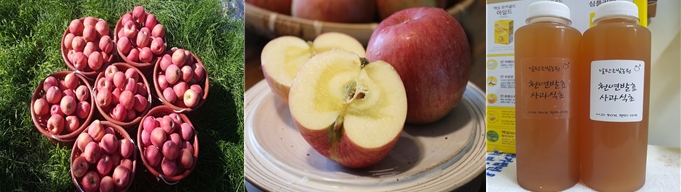 새콤달콤한 향기가 가득한 고랭지 꿀사과, 강원도 정선군 ‘달탄은빛농원’