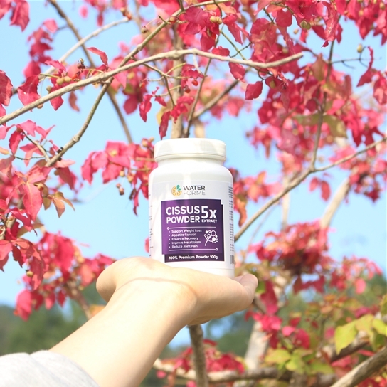 워터포미 '캐나다시서스' 주문폭주 구매시 시서스쉐이크 및 보틀 증정