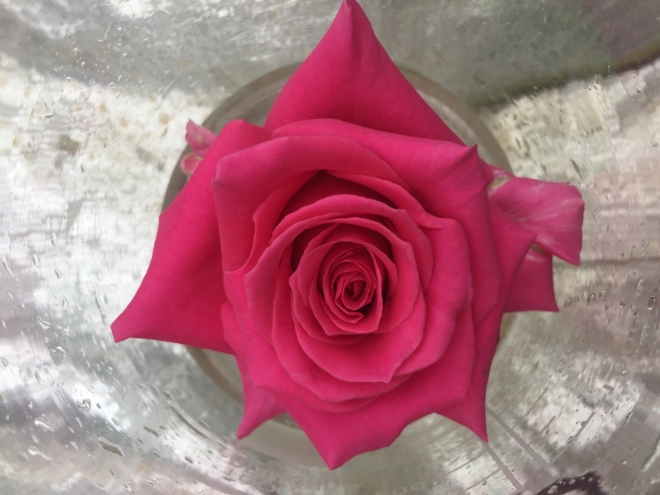 고양시, 자체 개발 신품종 장미 출원