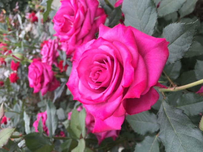 고양시가 새로 개발한 장미 신품종. 올댓퍼퓸(위쪽)과 퍼플벨벳(아랫쪽)