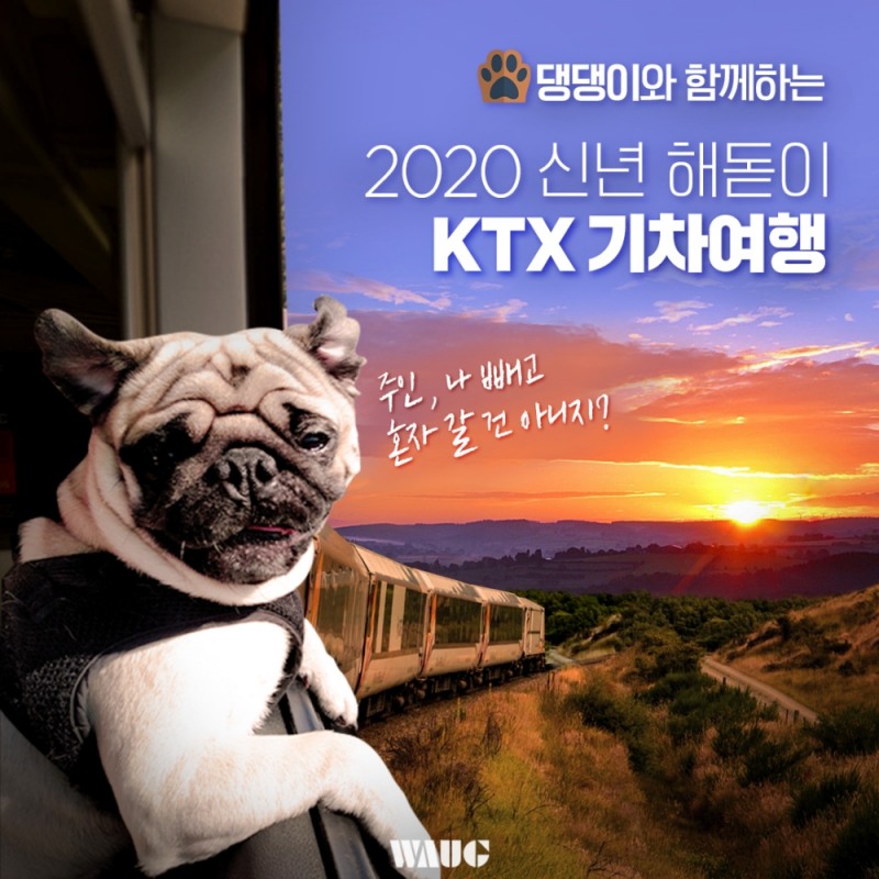 반려인 1000만 시대! 댕댕이랑 신년 해돋이 여행 가자!