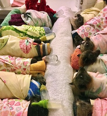 지난 8일 호주 북부 우랄라 지역에서 야생동물 보호단체가 어린 박쥐들에 먹이를 먹이고 있다. 중국 후베이(湖北)성 우한(武漢)에서 시작된 신종 코로나바이러스의 진원은 '박쥐'로 추정되는 가운데 뉴욕타임스는 29일 박쥐와 바이러스에 대한 주의 깊은 연구가 필요하다고 보도했다.