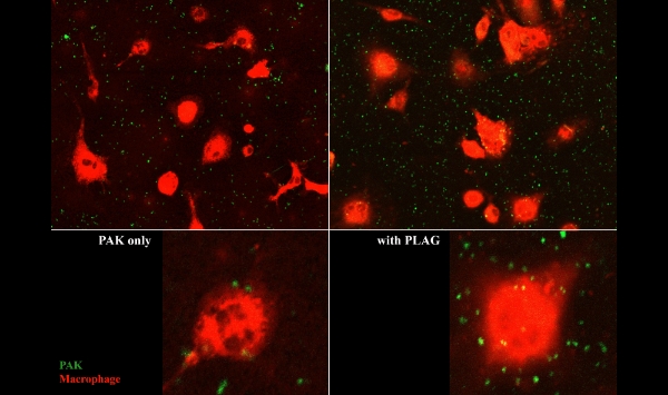 사진 제공 = 엔지켐생명과학