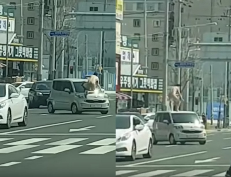 울산 터미네이터는 레이의 본네트를 밟고 지붕으로 올라고 본격적으로 차량위를 방방 뛰면서 공격을 이어갔다.