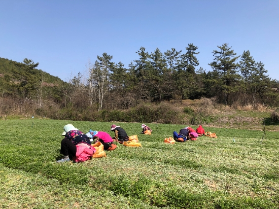 함평군 학교면 함평참쑥 재배농가가 수확에 한창인 모습/사진=함평군