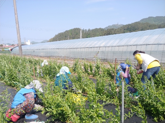 전남 진도군은 코로나19 확산으로 중단했던 노인일자리 사업을 재개했다/사진=진도군