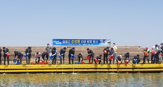 지난11일 장흥군 회진면 대리항에서 어린 감성돔 26만미를 방류하고 있다/사진=장흥군