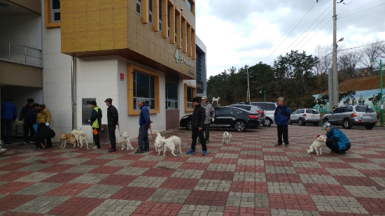 12일 진도군은 코로나19 지역확산 방지를 위해 연기했던 진도개 심사와 전염성 질환 방역사업을 실시한다./사진=진도군
