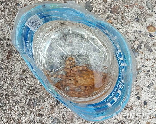 맹독성 '파란고리 문어' 울산 앞바다에서 발견