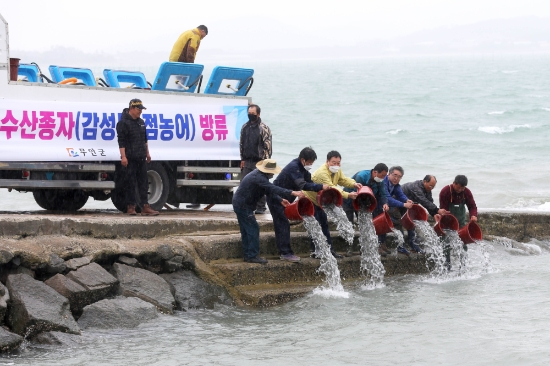 무안군은 해양환경 변화, 남획, 불법어업 등의 원인으로 감소추세에 있는 어족자원 증강을 위해 현경면 홀통항을 비롯해 청계면 구로항, 현경면 월두항에서 고부가가치 어종인 감성돔 종자 34만 마리와 점농어 종자 7만6000마리를 방류했다/사진=무안군
