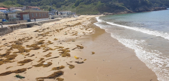 흑산면 연안에 유입된 괭생이모자반/사진=전라남도
