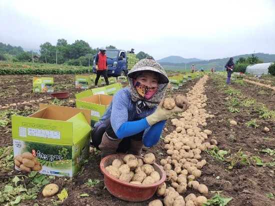보성 대표 농특작물인 해풍 맞고 자란 수미감자를 농민이 들어 보이고 있다/사진=보성군
