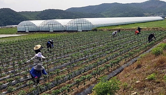 4일 안양면 직원들이 고추농가를 방문해 지주대 설치와 주변 환경정비를 도왔다/사진=장흥군