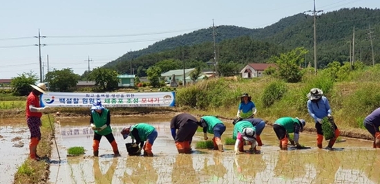 장흥군, 특수미 원원종 채종단지 손모내기 실시/사진=장흥군