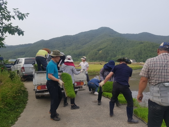보성군, 복내면 전직원 농번기 모내기 일손 돕기로 구슬땀/사진=보성군