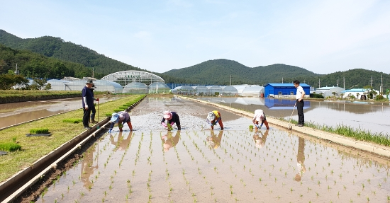 벼 예찰포와 품종비교전시포(풍양면 율치리 소재)에서 새청무 등 25개 품종을 모내기 했다/사진=고흥군