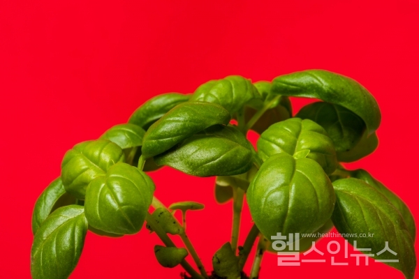 바질, 수입자가 스스로 안전성 입증해야 수입가능