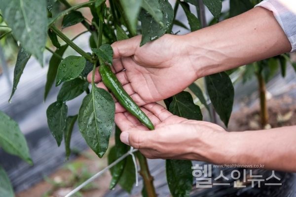 "고추, 지방 연소부터 소화불량, 혈압 조절에 도움 줘"