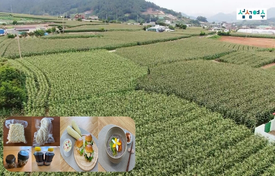 여수시 옥수수 재배단지/사진=여수시