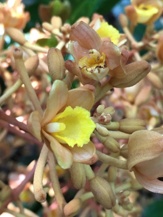 국가적색목록 취약(VU)식물인 으름난초/사진=신안군