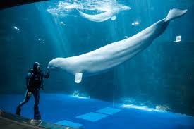 아쿠아플라넷 여수 수컷 흰고래 폐사