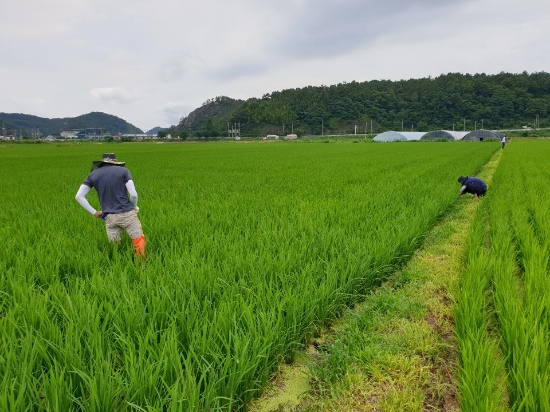 농업기술센터 직원들이 벼 병해충 예찰을 하고 있다/사진=강진군