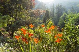 제이드가든, 원추리