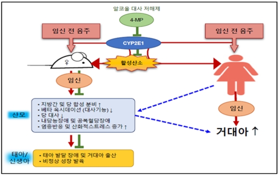 자료=질병관리본부 국립보건연구원