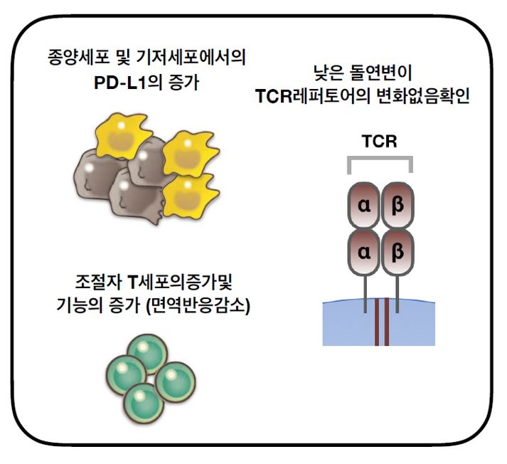  ALK 폐암은 종양세포 및 기저세포에서 면역기능을 억제하는 PD-L1이 증가 돼 있다. 면역반응을 감소시키는 T조절 면역세포 역시 증가해 돌연변이 발생이 쉽다. 암세포 사멸에 관여하는 TCR 레퍼토어는 변화가 없었다.