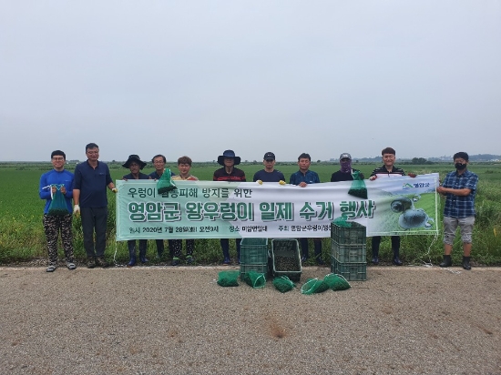 영암군, 월동왕우렁이 일제수거 및 시연회 개최/사진=영암군