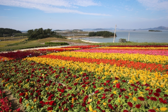  '사계절 꽃피는 1004섬 신안' 바다 위의 꽃 정원 신안의 증도, 작은 섬 병풍도가 온통 맨드라미 꽃으로 형형색색 물들어 가고 있다/사진=신안군 