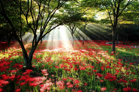 영광군 불갑산상사화/사진=영광군