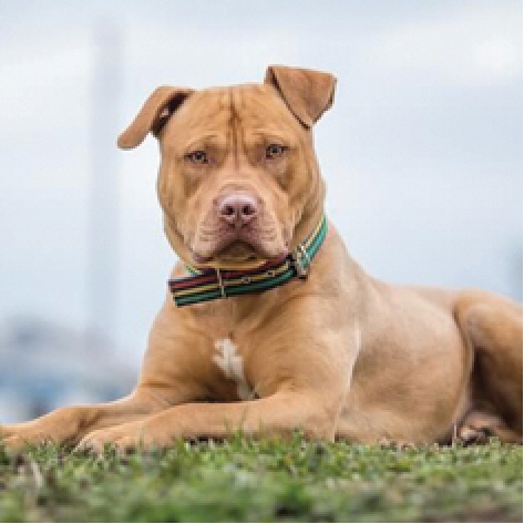 미국, 개 4마리가 여성 물어 사망케