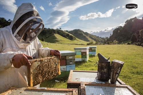마누카꿀 공식 브랜드 콤비타, 다양한 여름 프로모션으로 혜택 제공