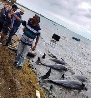 인도양 모리셔스의 해안가에 폐사한 돌고래 사체들이 떠밀려 와 있다. 이 사진은 환경단체 그린피스가 26일 제공했다. 일본 벌크선 와카시오 MV호가 지난 7월25일 좌초되면서 많은 기름이 유출된 모리셔스 해안에서 최소한 17마리의 돌고래가 폐사한 채 발견돼 기름 유출이 원인인지를 놓고 격렬한 논쟁을 벌어지고 있다.