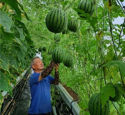 애플수박 수확작업/사진=강진군