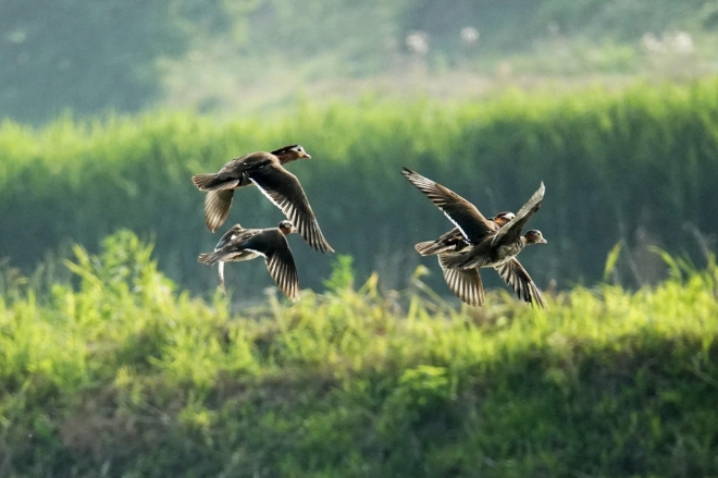 파주에서 관찰된 천연기념물 327호원앙 〈사진=경기관광공사〉
