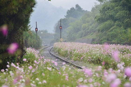 특별여행 주간에 1만명 대상으로 '여행주간 레일패스'를 판매한다. 코레일 제공